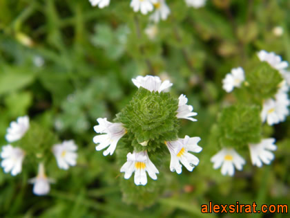 Euphrasia alpina Pirineos